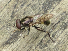 Chalcosyrphus anthreas