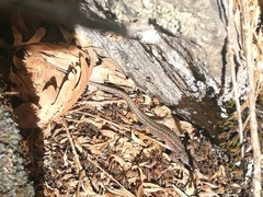 Podarcis guadarramae guadarramae