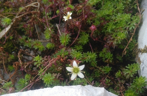 Image of Saxifraga praetermissa by (c) Andrés Romero Bravo, some rights reserved (CC BY)