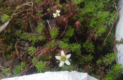 Saxifraga praetermissa