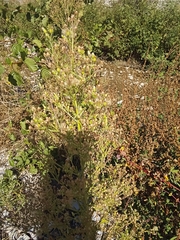 Erigeron bonariensis