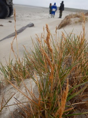 Deschampsia cespitosa cespitosa