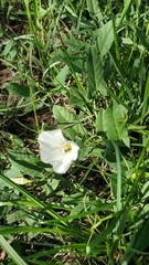 Convolvulus