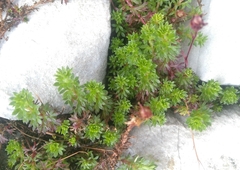 Saxifraga praetermissa