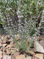 Hedeoma oblongifolia