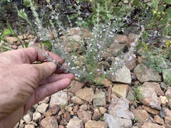 Hedeoma oblongifolia