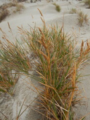 Deschampsia cespitosa cespitosa