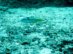 Halichoeres nicholsi