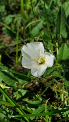 Convolvulus