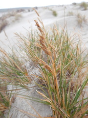 Deschampsia cespitosa cespitosa