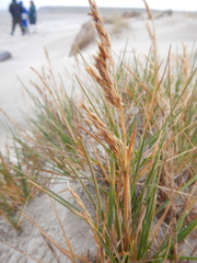 Deschampsia cespitosa cespitosa
