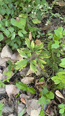 Ranunculus hispidus
