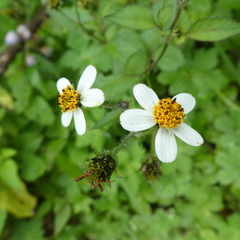 Bidens pilosa