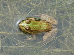 Pelophylax ridibundus
