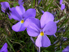 Viola bertolonii