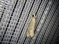 Chrysoteuchia diplogrammus