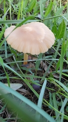 Marasmius oreades