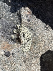 Rhizoplaca chrysoleuca