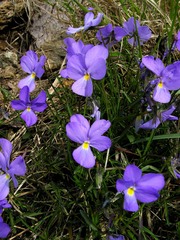 Viola bertolonii