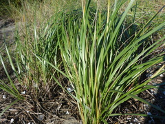 Ammophila breviligulata