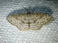 Cyclophora pendulinaria