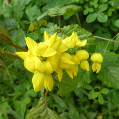 Crotalaria agatiflora