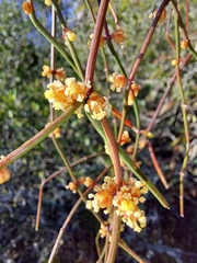 Ephedra tweedieana