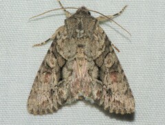 Achatia distincta