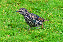 Sturnus vulgaris