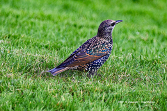 Sturnus vulgaris