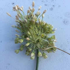 Allium longispathum