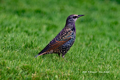 Sturnus vulgaris