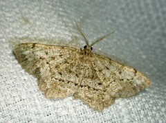 Hypagyrtis piniata
