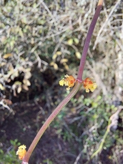 Ephedra tweedieana