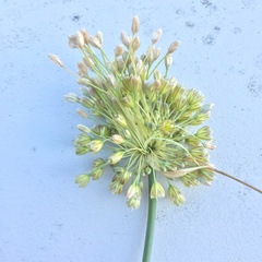 Allium longispathum