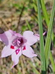 Gladiolus carneus