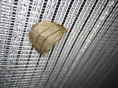 Pseudalbara parvula