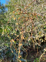 Ephedra tweedieana