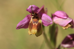 Ophrys tenthredinifera