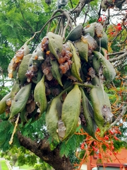 Brachychiton acerifolius