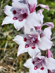 Gladiolus carneus
