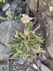 Polemonium viscosum