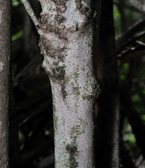 Pterostemon rotundifolius