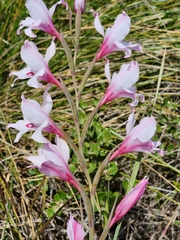 Gladiolus carneus