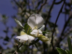 Chamaecytisus prolifer subsp. prolifer image