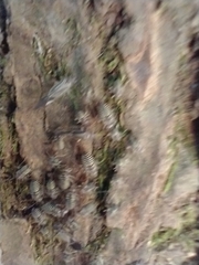 Cerastipsocus venosus