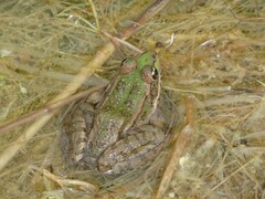 Pelophylax ridibundus