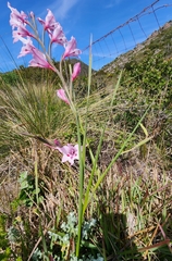 Gladiolus carneus