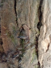 Cerastipsocus venosus