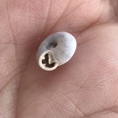 Daedalochila mooreana